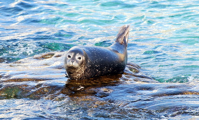 Harbor Seal